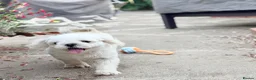 Maltese dogs for sale: Full Korean Male Maltese - Advert 26