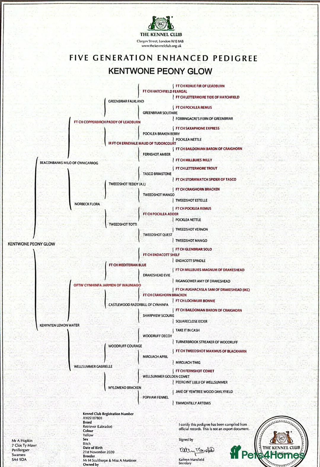 Labrador Retriever dogs for sale: Harleigh & FTCH Jarailstar Hogen of Stauntonvale in Swansea - Advert 28