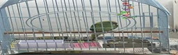Parrots birds for sale: Indian ring neck  in Birmingham - Advert 4