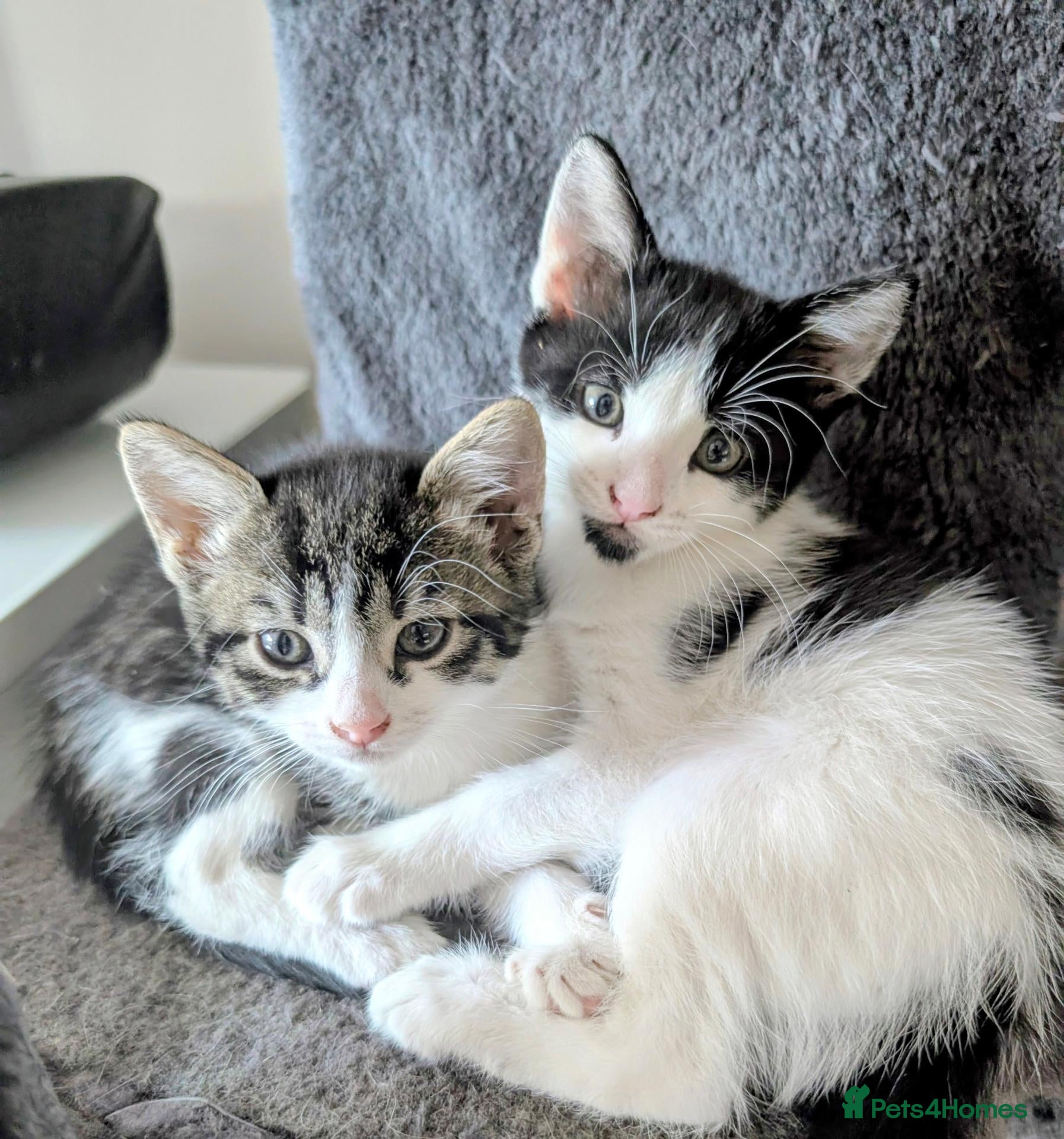 Mixed Breed cats Beautiful, healthy and playful kittens - Advert 10
