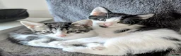 Mixed Breed cats for sale: Beautiful, healthy and playful kittens - Advert 6