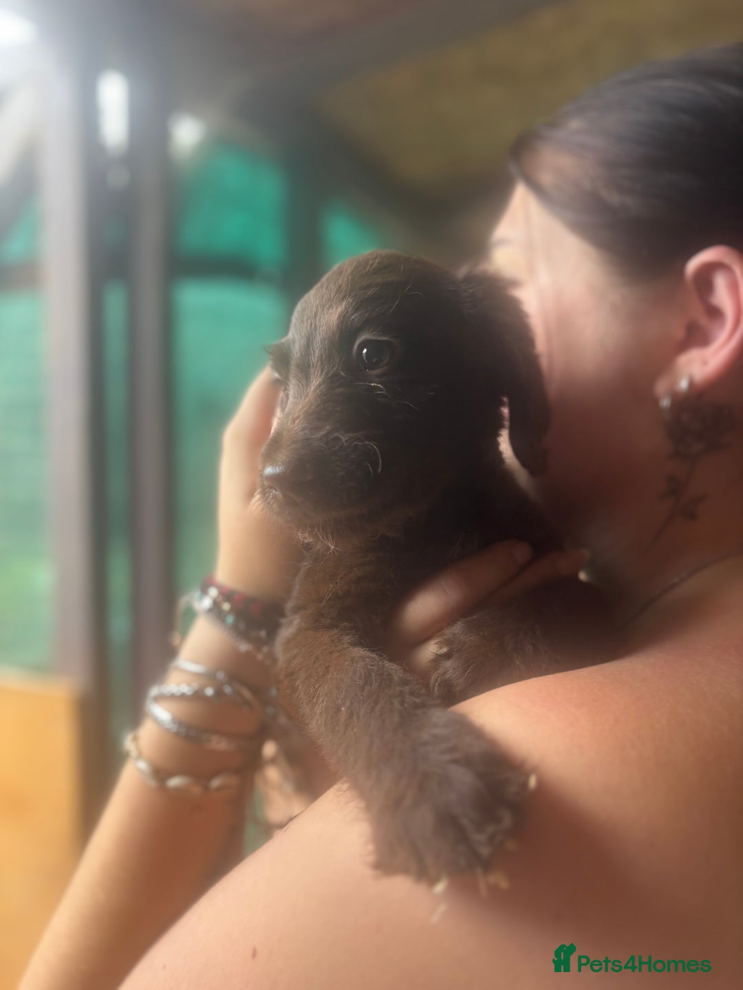 Labradoodle dogs for sale: Labradoodle  - Advert 1