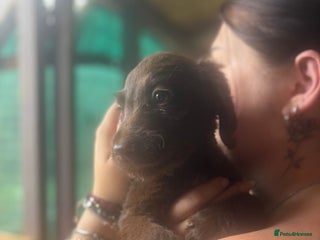 Labradoodle dogs Labradoodle - Advert 1