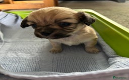 Chipoo dogs for sale: F1b Chipoo puppies - Image 10