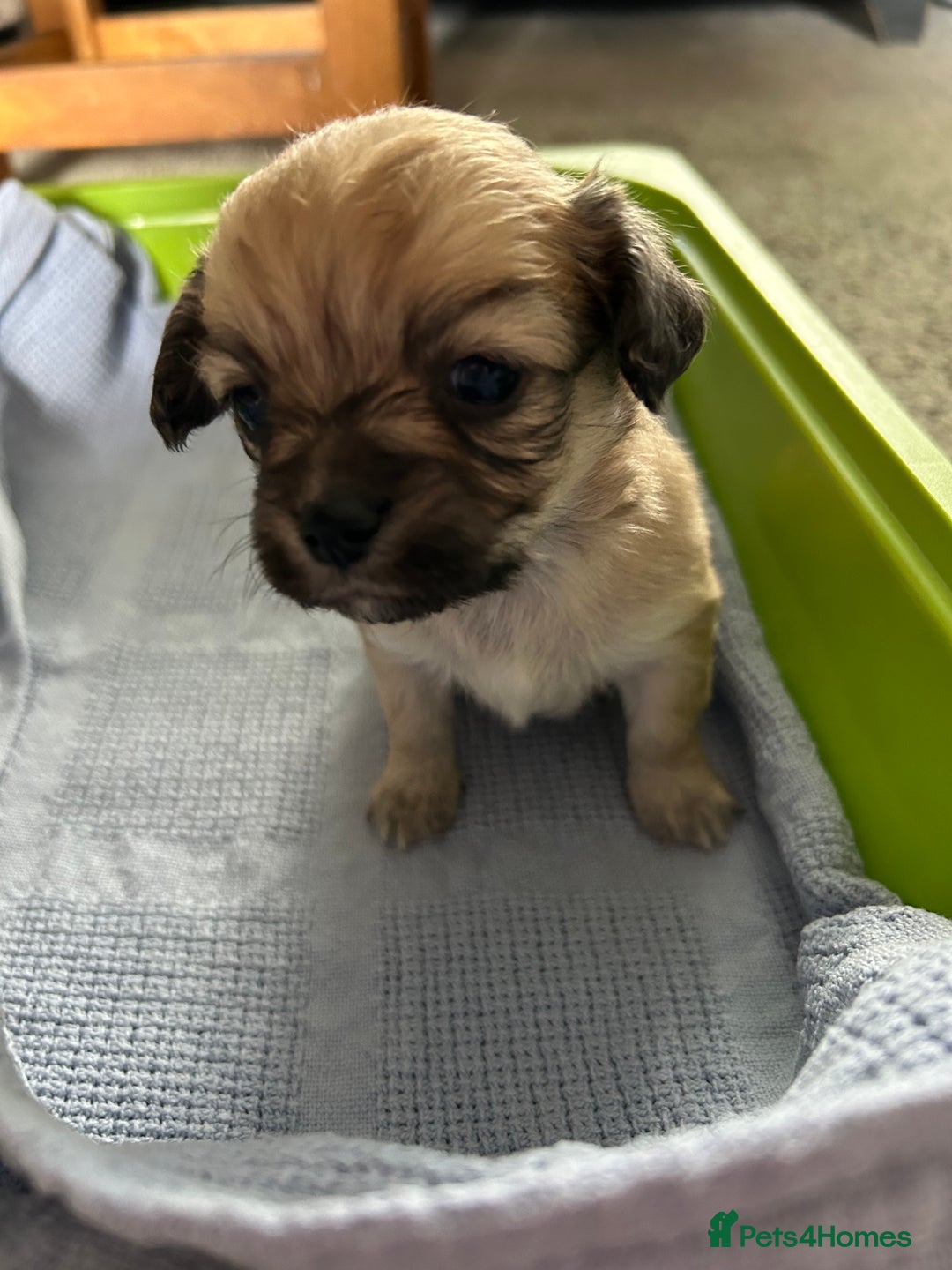 Chipoo dogs for sale: F1b Chipoo puppies - Image 10
