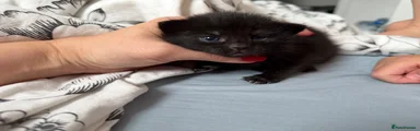 Mixed Breed Kitten 1