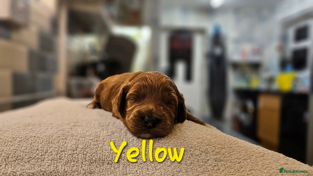 Cockapoo dogs for sale: Beautiful PRA F1B puppies - Image 22