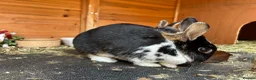 Mixed Breed rabbits for sale: Rabbits bonded pair - Advert 11