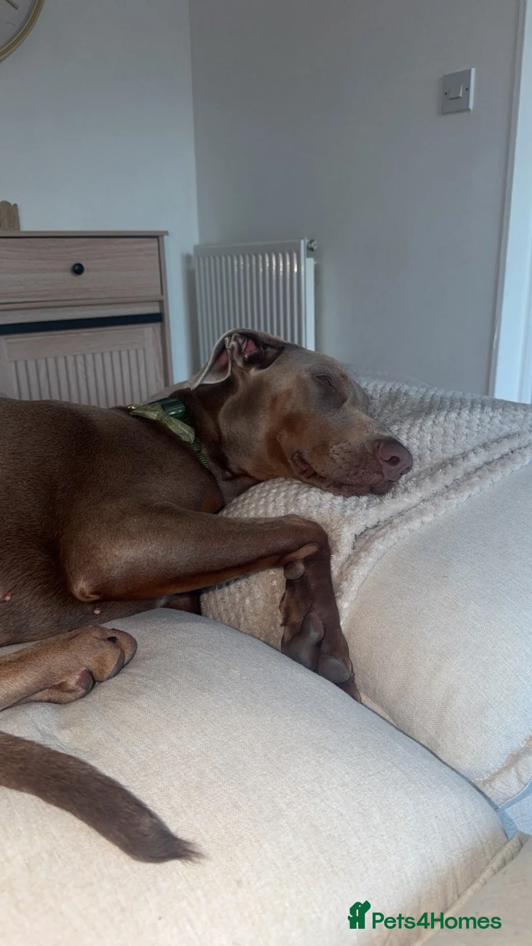 Dobermann dogs for sale: 7 month fawn Doberman  in Sunderland - Advert 2