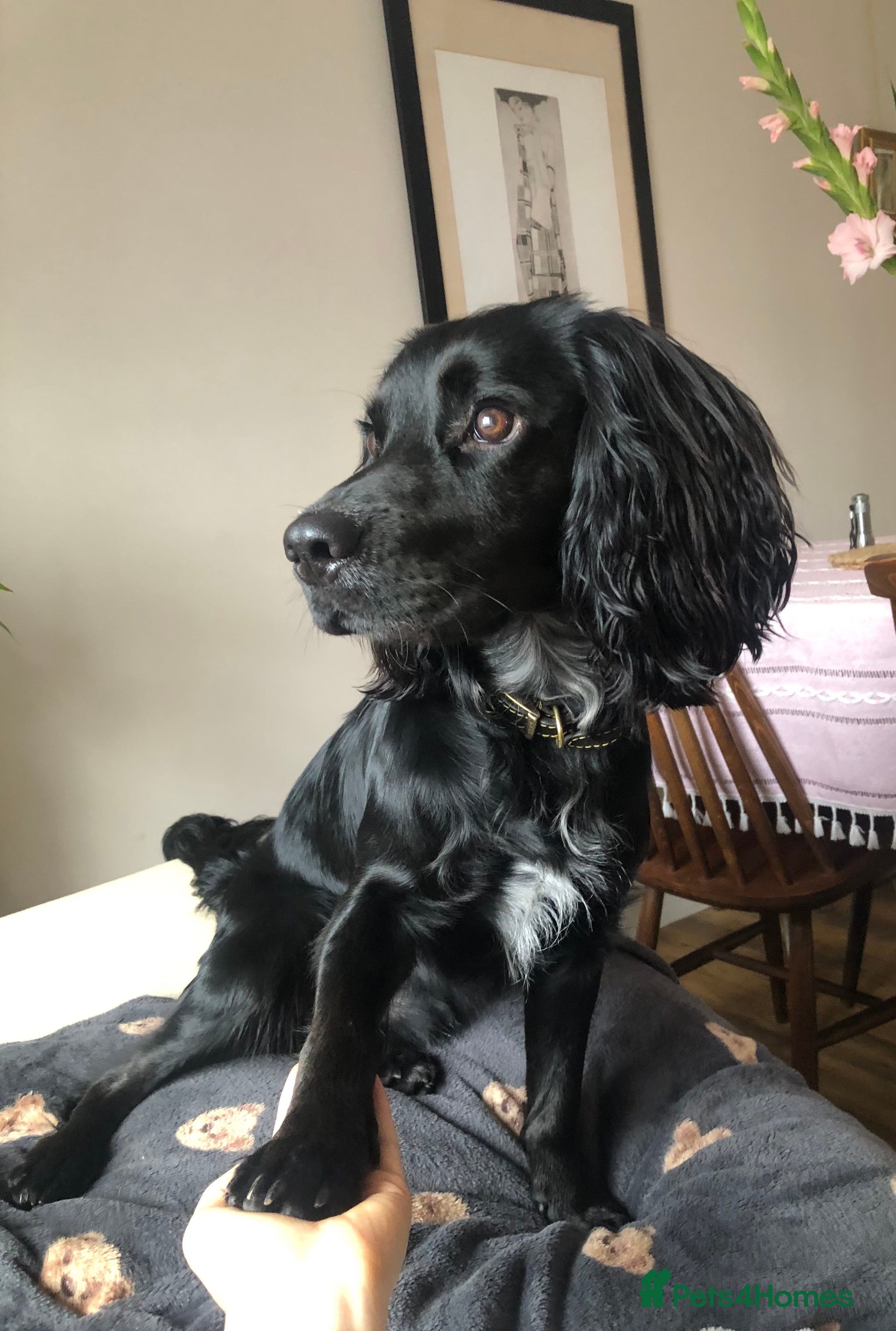 Sprocker dogs 1 Year old Sprocker Spaniel for adoption - Advert 1