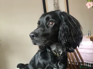 Sprocker dogs 1 Year old Sprocker Spaniel for adoption - Advert 1
