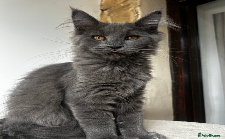 Maine Coon cats for sale - Advert 2