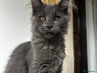 Maine Coon cats - Advert 1