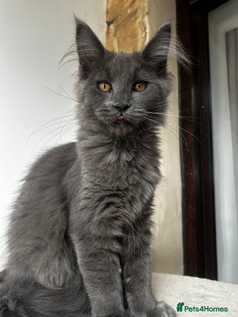 Maine Coon cats - Advert 1