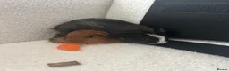 Guinea Pig rodents for sale: two boar guinea pigs: gizmo & sheldon  - Advert 3