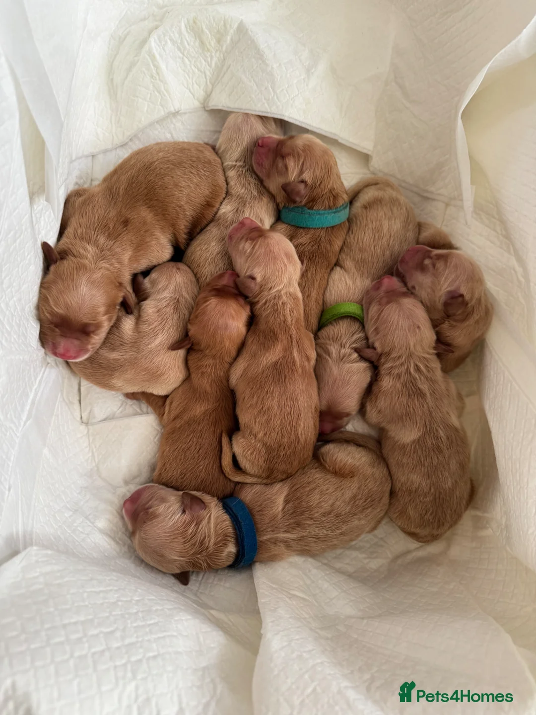 Golden Retriever dogs for sale: Golden Retriever Puppies – Ready from 12th June - Advert 2