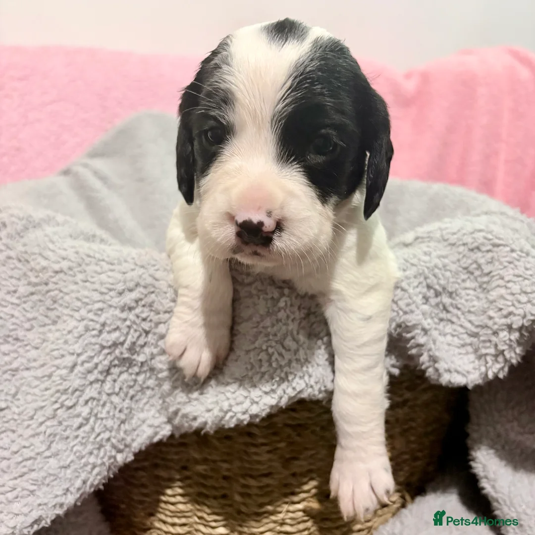 Springador dogs for sale: Beautiful Springador Puppies – 4 Weeks Old  - Advert 6