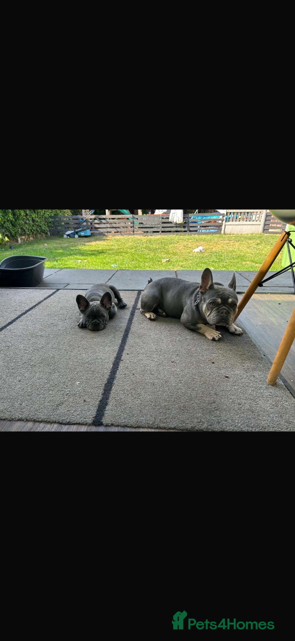 French Bulldog dogs 🐾KC registered Ready to go to there New homes🐾 - Advert 2