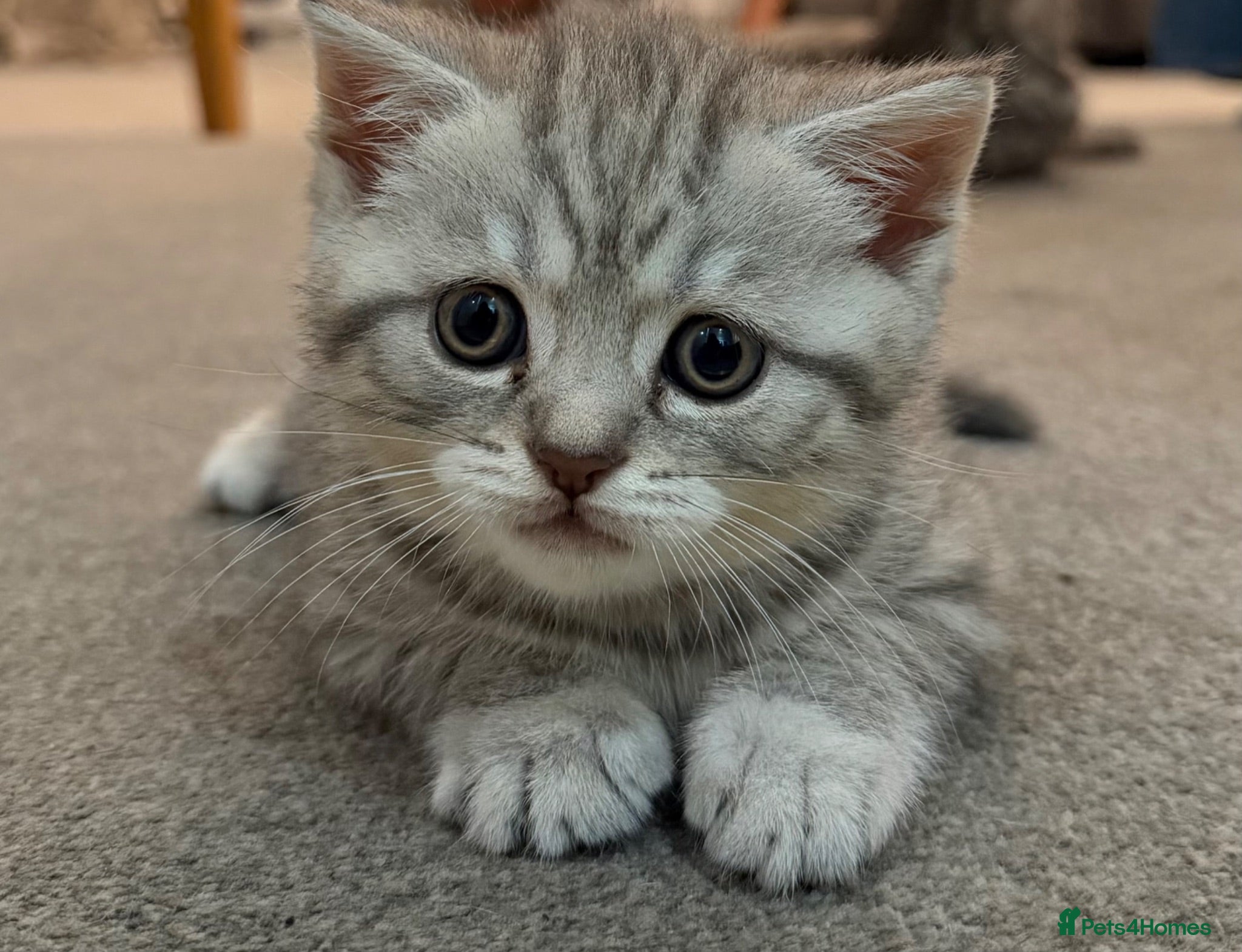 Scottish Fold cats Scottish Fold and Scottish straight kittens. - Advert 2
