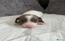 Miniature Dachshund dogs for sale: Miniature Dachshund Puppies  - Image 2