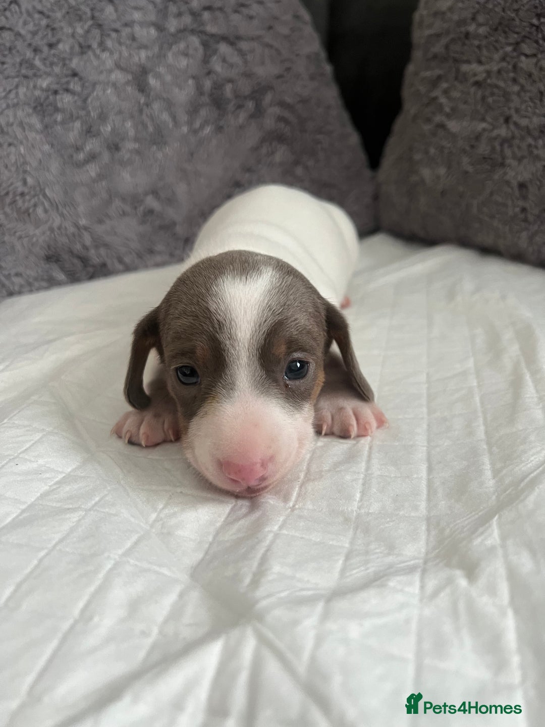 Miniature Dachshund dogs for sale: Miniature Dachshund Puppies  - Image 2