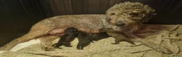Bedlington Terrier dogs for sale: Bedlington terrier pups for sale - Advert 9