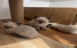 Ragdoll cats for sale: Ragdoll girls  - Image 10