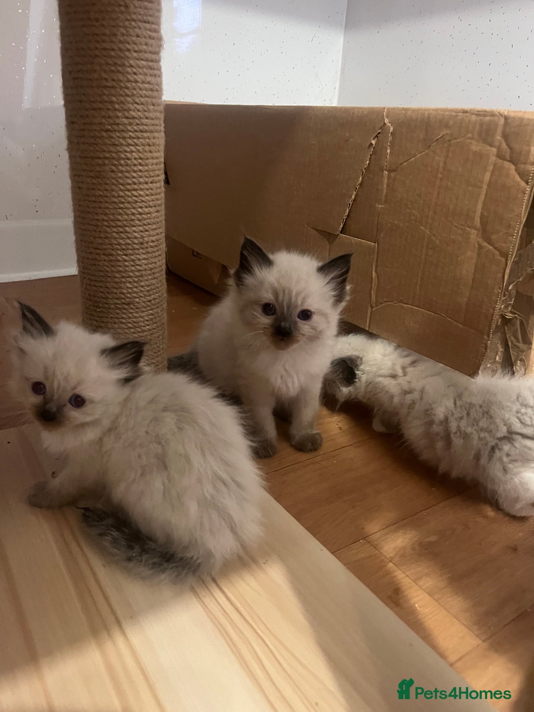 Ragdoll cats for sale: Ragdoll girls  - Image 10