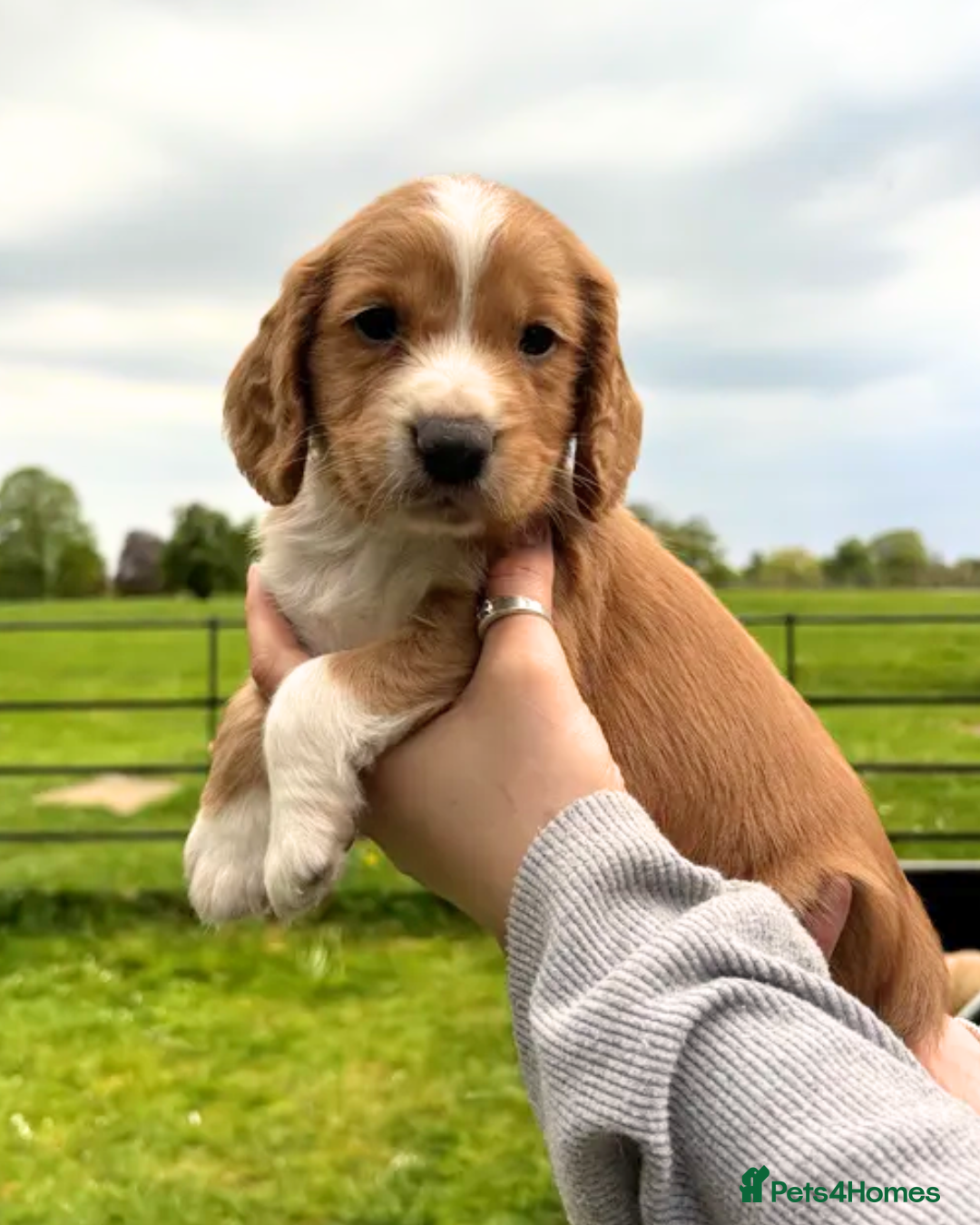 Cocker Spaniel dogs for sale: Beautiful KC Working Cockers looking for homes - Advert 2
