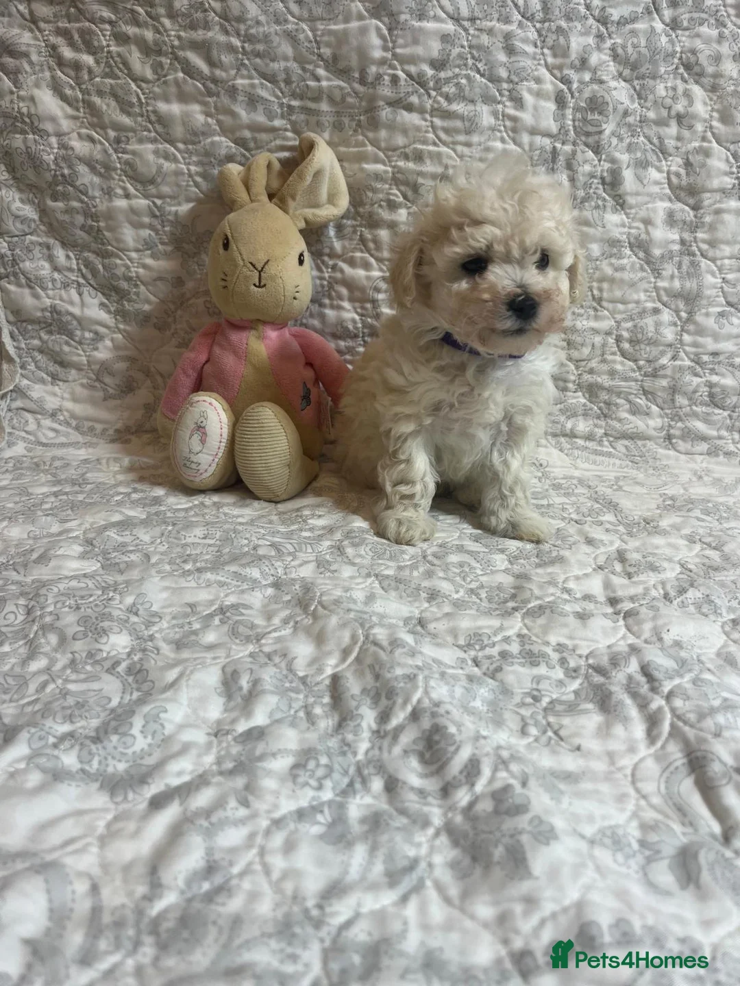 Maltipoo dogs for sale: 🤩 4 stunning f1 Maltipoo 🤩 - Advert 4