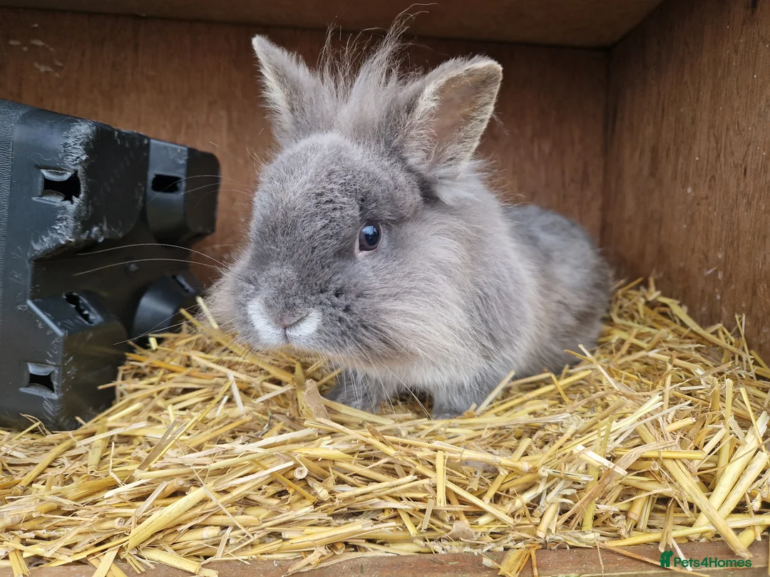 Mixed Breed rabbits for sale: Handsome cute young dwarf lionhead boy available - Advert 2