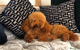 Cavapoochon dogs for sale: Stunning cavapoochon puppies  - Image 12