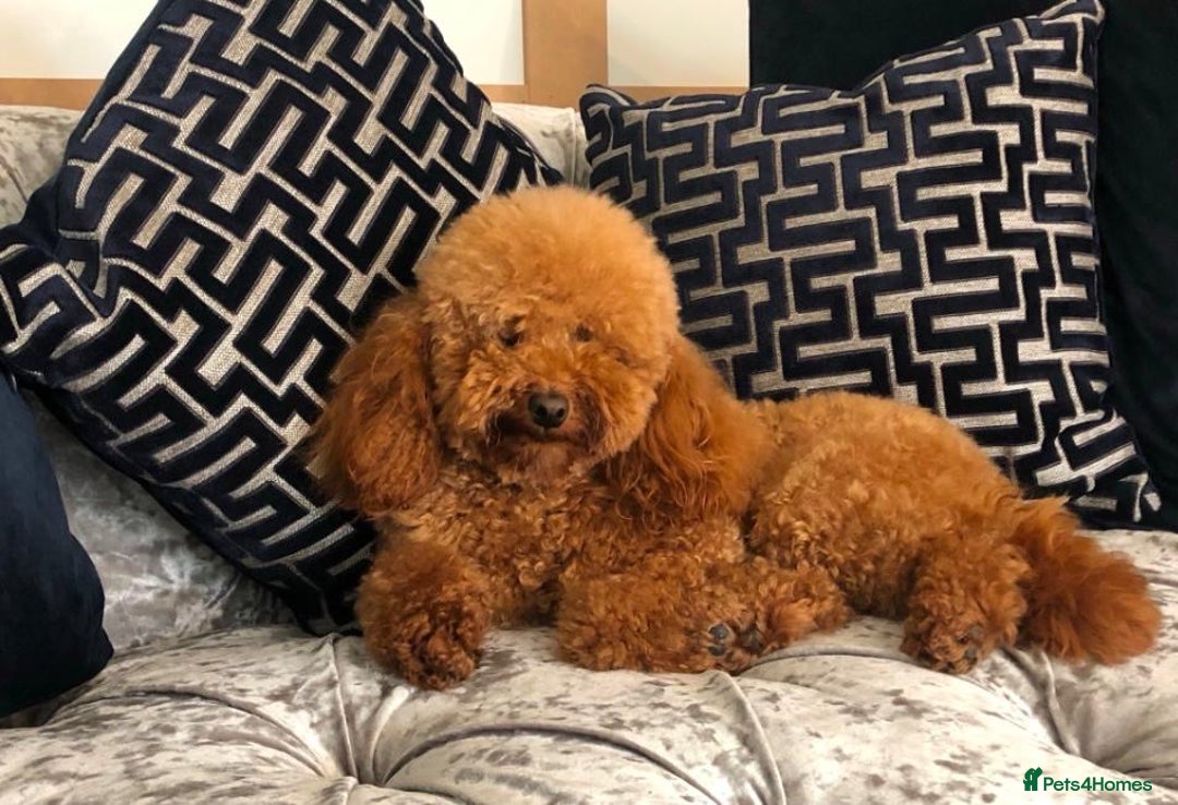 Cavapoochon dogs for sale: Stunning cavapoochon puppies  - Image 12