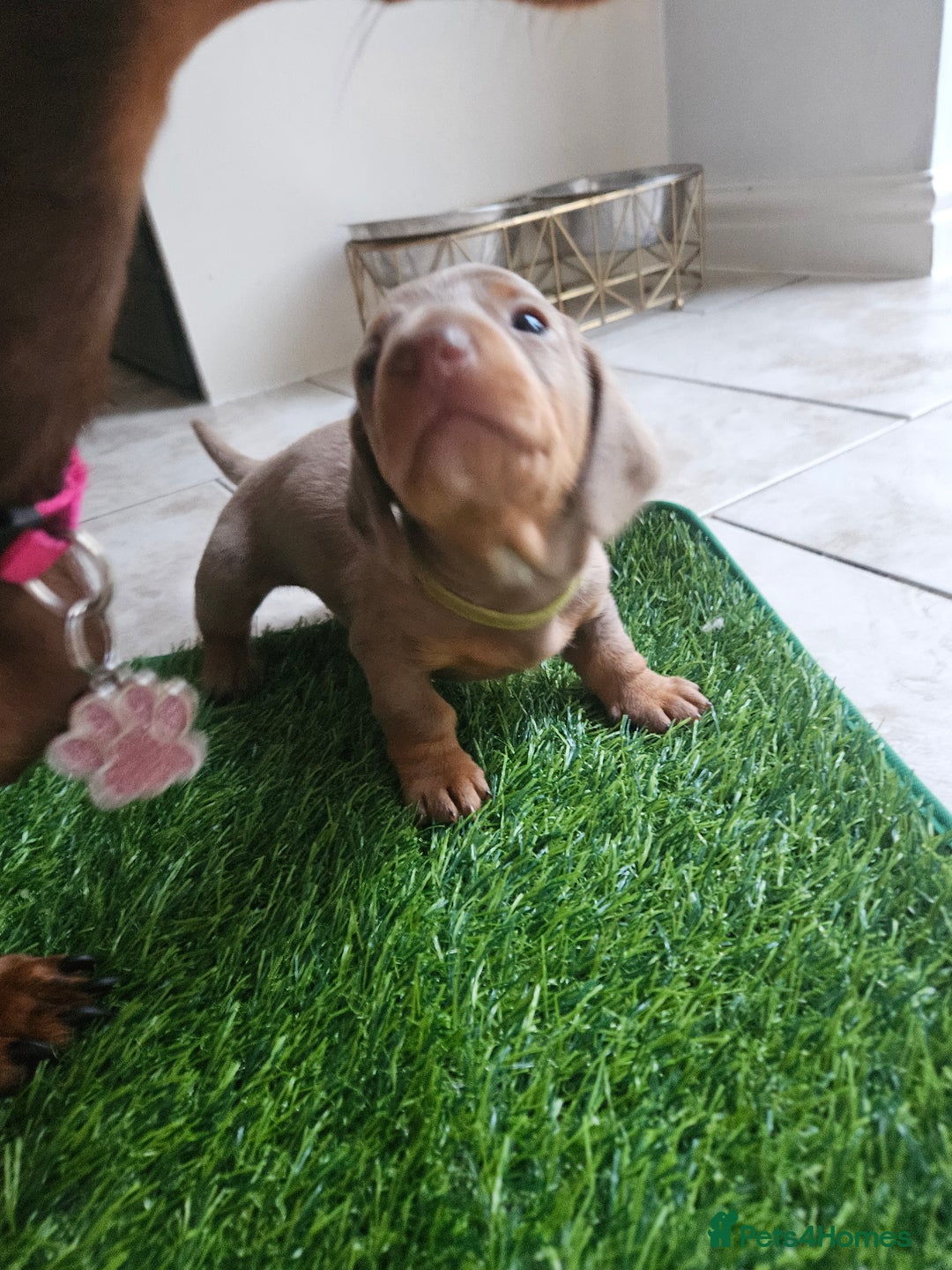 Miniature Dachshund dogs for sale: Miniature Dachshunds For Sale - Image 7