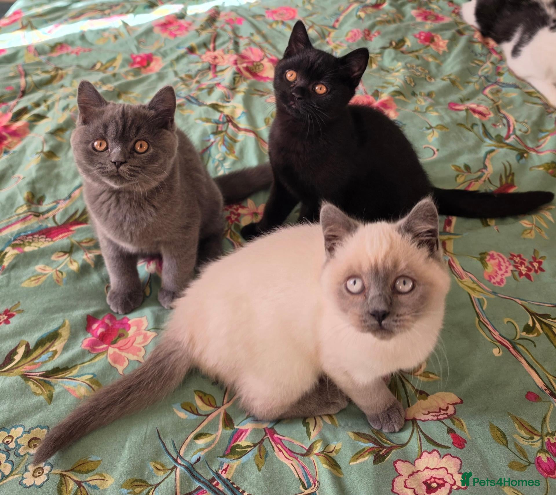 British Shorthair cats British shorthair kittens from 2 litter - Advert 1