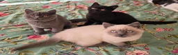 British Shorthair cats for sale: British shorthair kittens from 2 litter - Advert 1