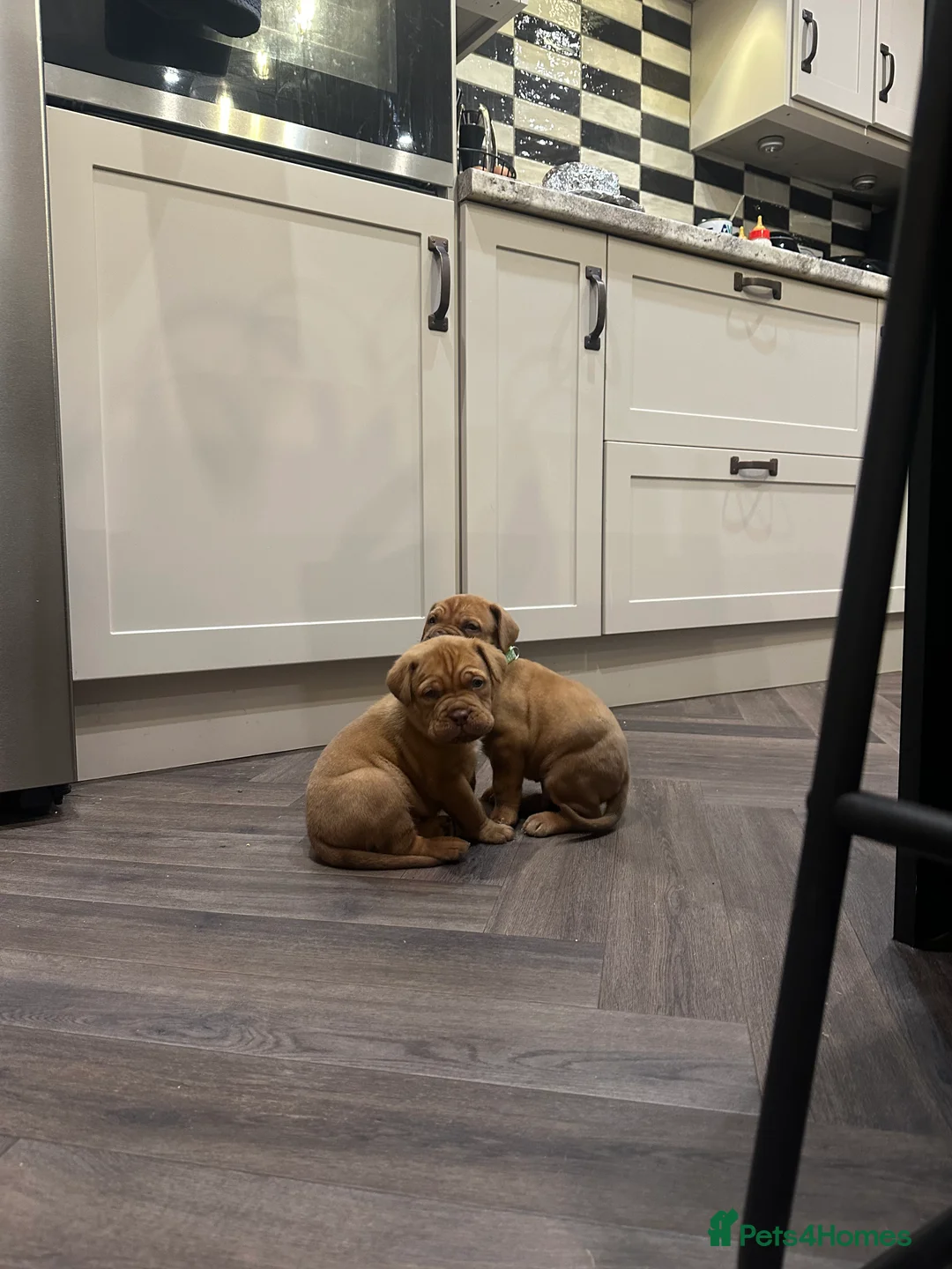 Dogue De Bordeaux dogs for sale: CHAMPION BLOODLINE chunky Dogue de Bordeaux Pup - Advert 28
