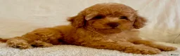 Toy Poodle dogs for sale: Toy poodle puppies  in Wakefield - Advert 37