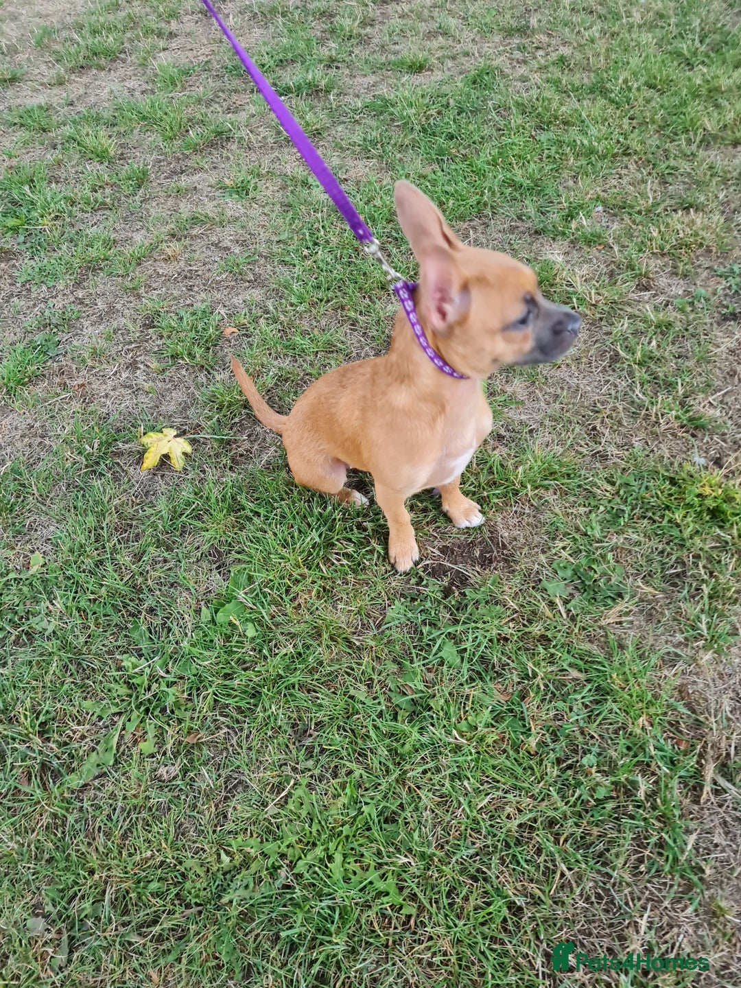 Mixed Breed dogs for sale: 6 months ol d chihuahua x frenchie  - Image 1