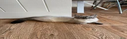 Ragdoll cats for sale: Ready now beautiful kittens 2 left - Advert 12