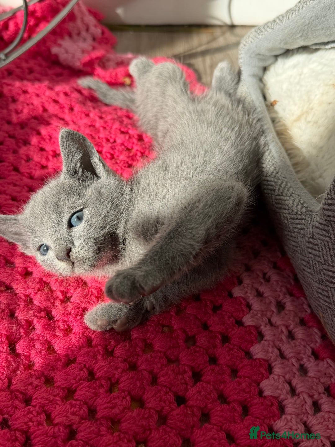 Russian Blue cats for sale: American lines Russian Blue Kittens. - Image 16
