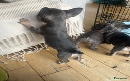 French Bulldog dogs for sale: French bull dog puppies  - Image 26