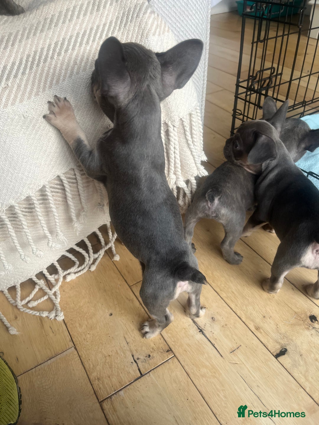 French Bulldog dogs for sale: French bull dog puppies  - Image 26