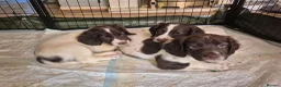 English Springer Spaniel dogs for sale: ​Working Springer Spaniel Bitches – Ready Soon!  - Advert 15