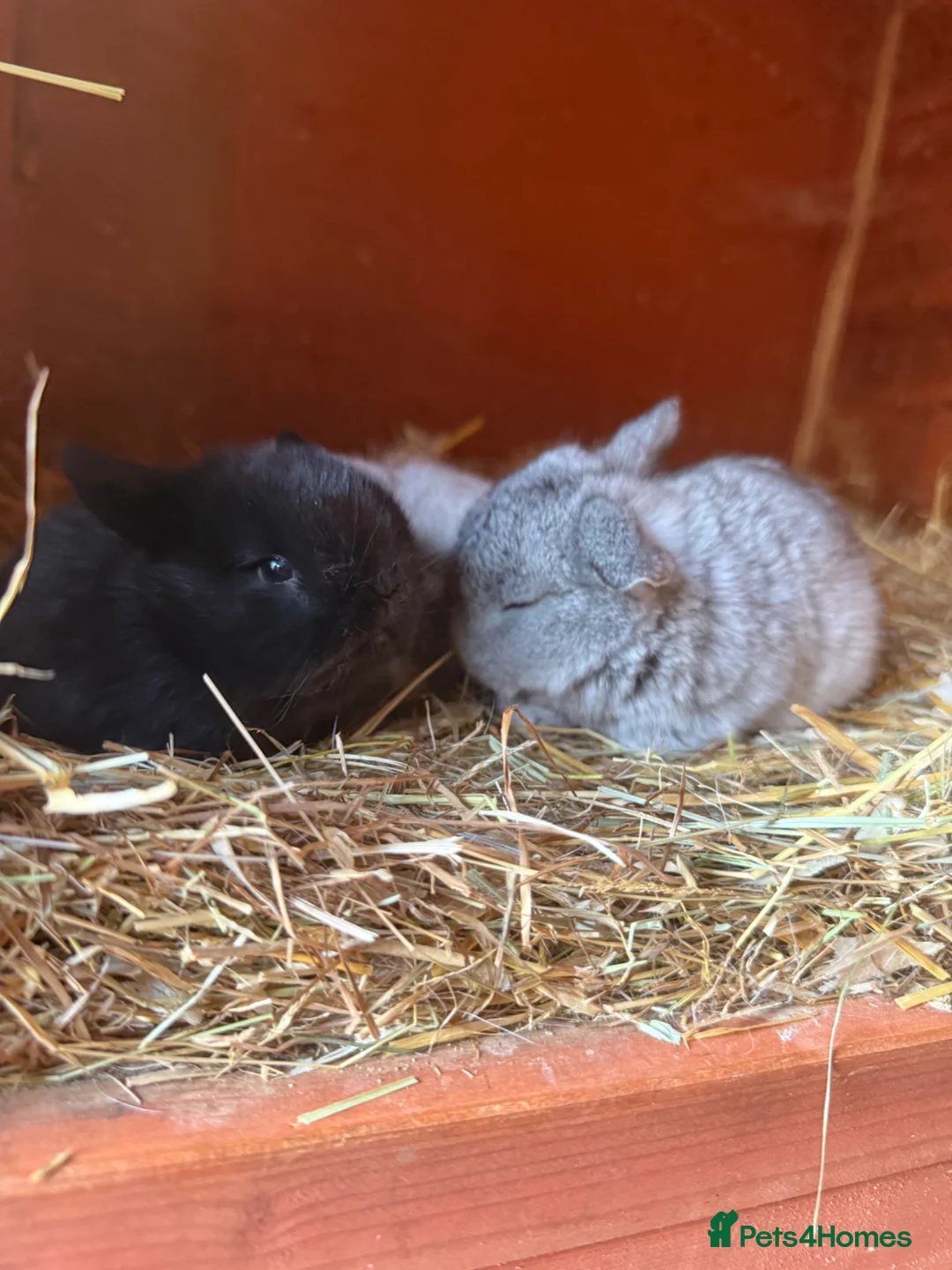 Mini Lop rabbits for sale: Top quality BRC mini lops - Advert 2