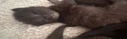Mixed Breed cats for sale: 6 black cats for sale  - Advert 4