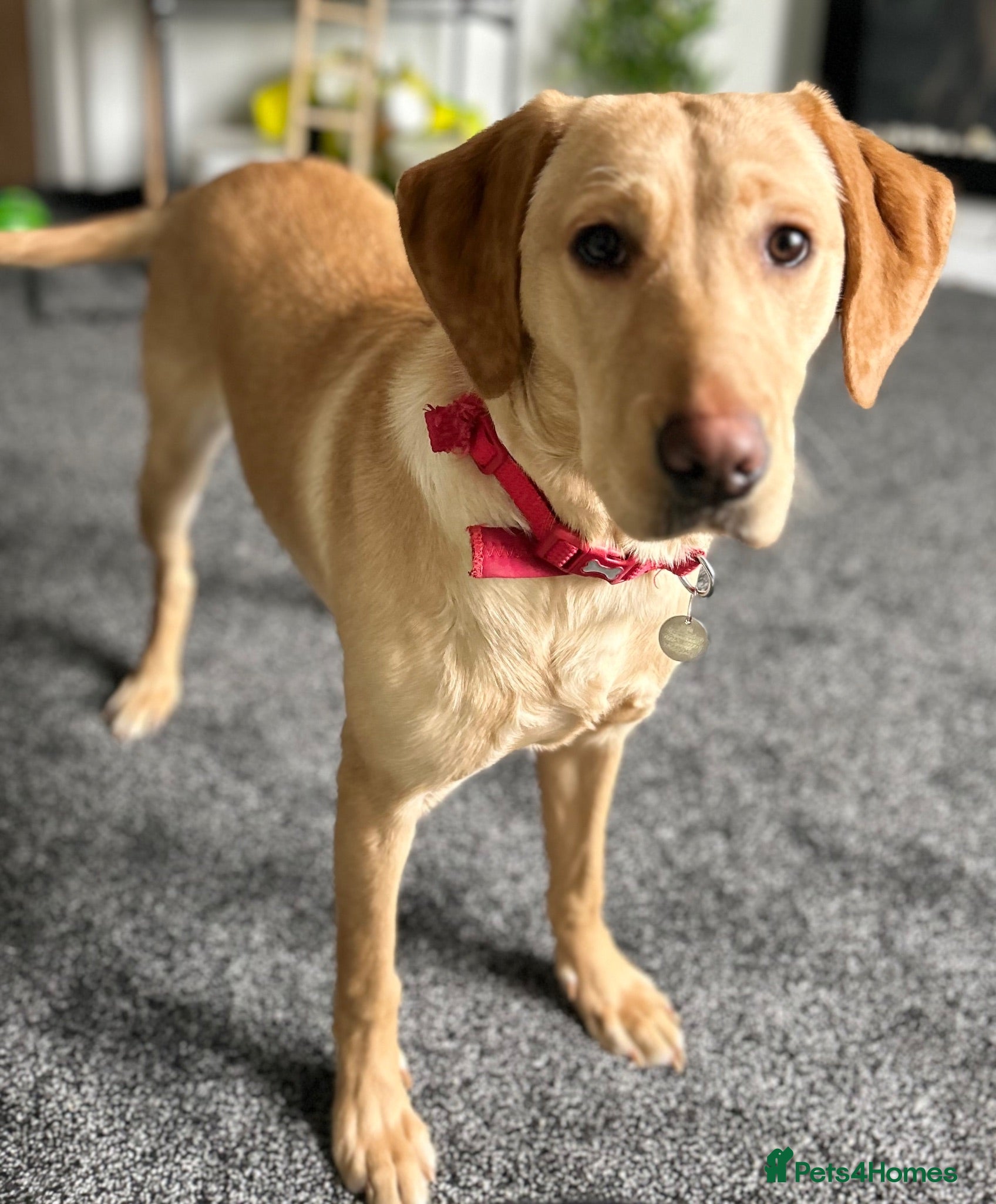 Labrador Retriever dogs 2 yr old Labrador  - Advert 4