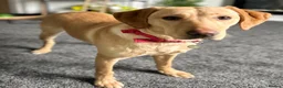 Labrador Retriever dogs for sale: 2 yr old Labrador  - Advert 1
