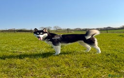 Siberian Husky dogs for sale: Fluffy Siberian Husky Puppies  - Image 5