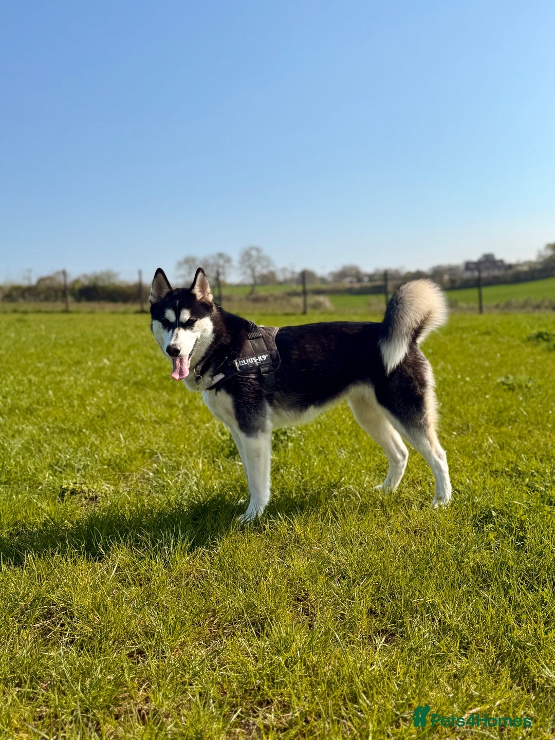 Siberian Husky dogs for sale: Fluffy Siberian Husky Puppies  - Image 5